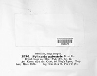 Ceriophora palustris image